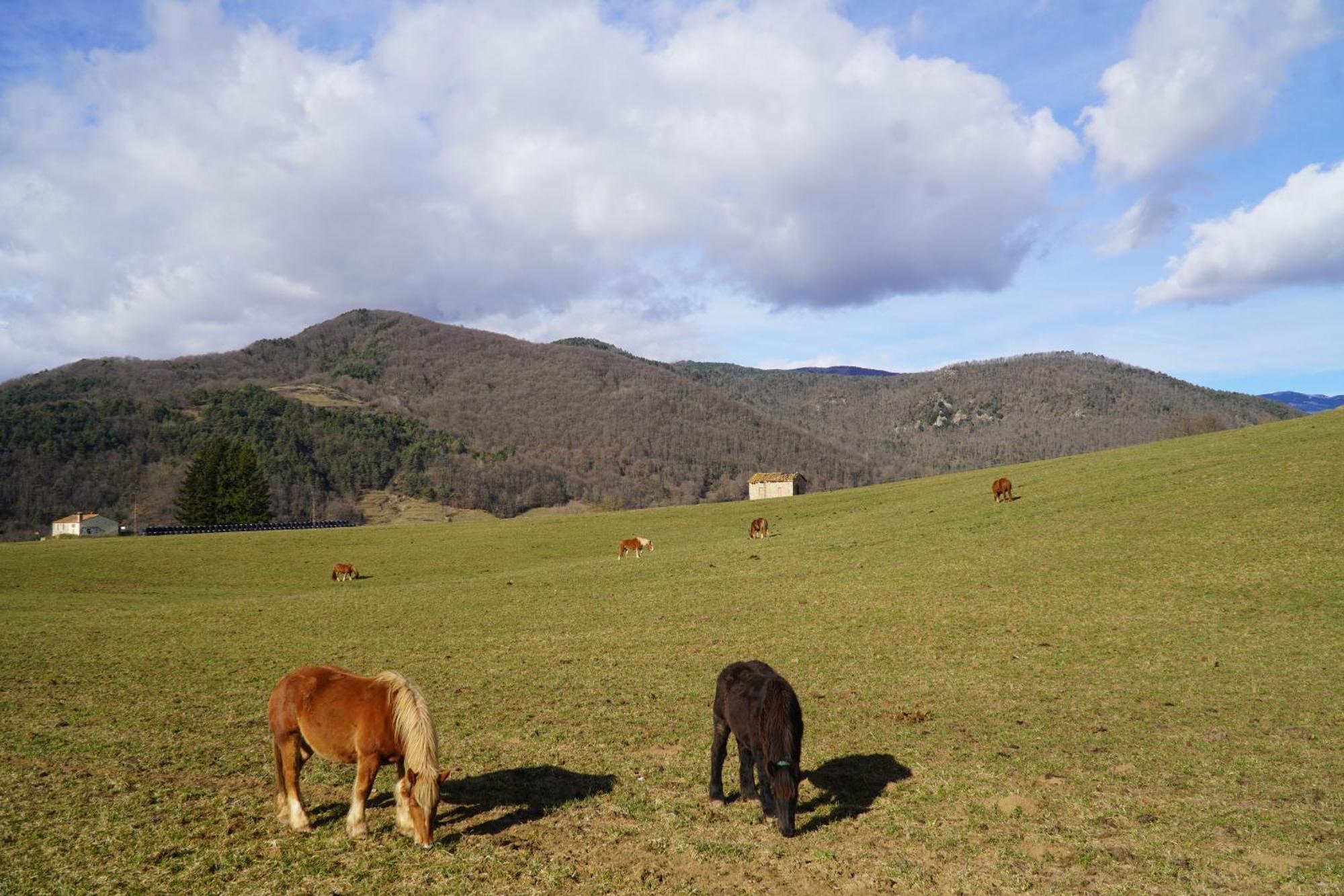 Cal Harrys - La Mejor Casa De Vacaciones En Pyrenees Con Vistas A La Montana Sant Pau de Segúries Exterior foto